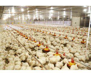 Copacol will decrease chicken production in 17%