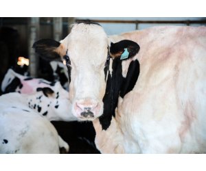Fatores nutricionais associados à reprodução de bovinos leiteiros